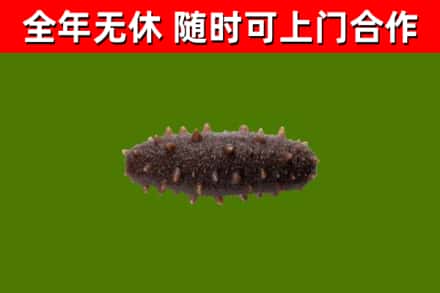 双塔区回收海参干